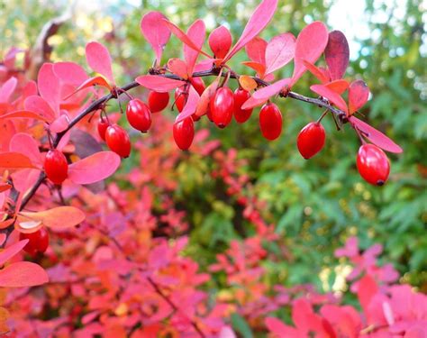 types of barberry plants.